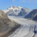 Alpenrose