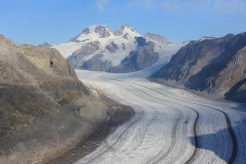 Alpenrose